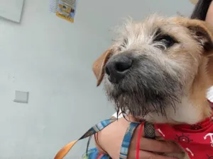 Cachorro raça SRD-ViraLata idade 2 a 6 meses nome Benji
