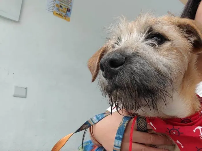Cachorro ra a SRD-ViraLata idade 2 a 6 meses nome Benji