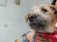 Benji