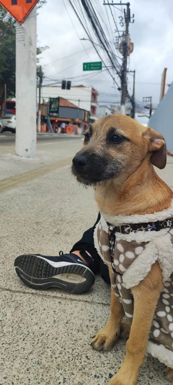 Cachorro ra a SRD-ViraLata idade 2 a 6 meses nome Bartho