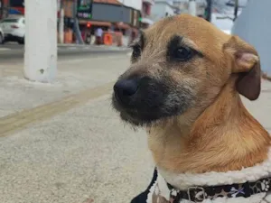 Cachorro raça SRD-ViraLata idade 2 a 6 meses nome Bartho