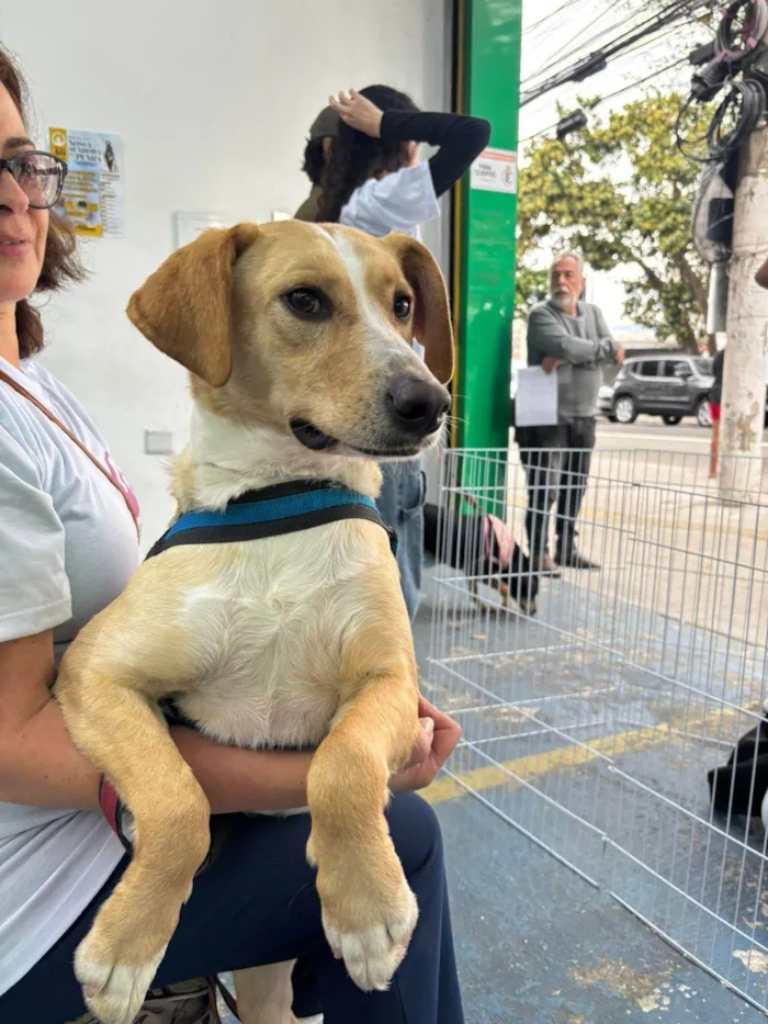 Cachorro ra a SRD-ViraLata idade 2 anos nome Lyon 
