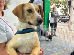 Cachorro raça SRD-ViraLata idade 2 anos nome Lyon 