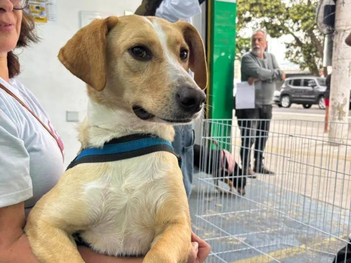 Cachorro ra a SRD-ViraLata idade 2 anos nome Lyon 