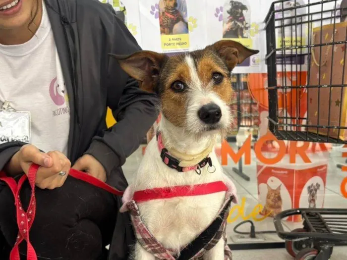 Cachorro ra a SRD-ViraLata idade 1 ano nome Ariel 