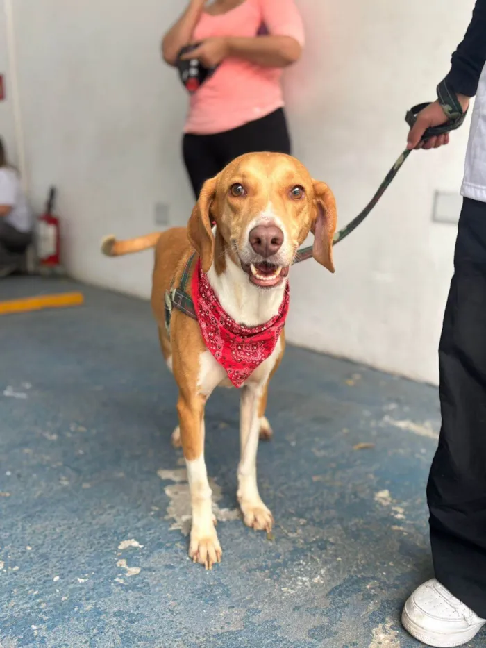 Cachorro ra a SRD-ViraLata idade 3 anos nome Joe