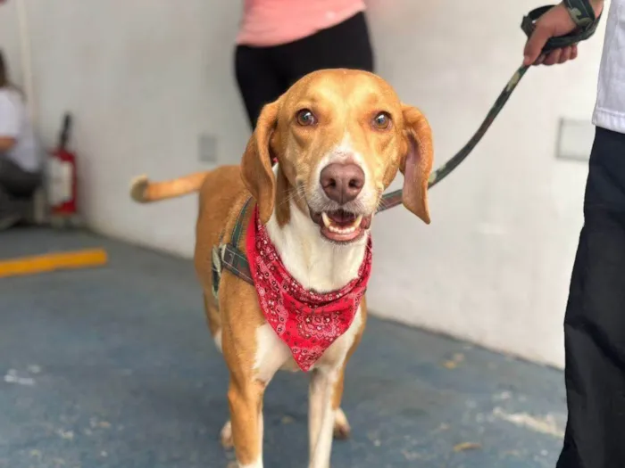 Cachorro ra a SRD-ViraLata idade 3 anos nome Joe