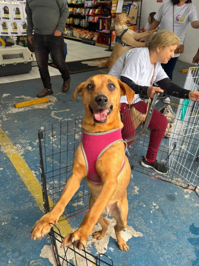Cachorro ra a SRD-ViraLata idade 2 anos nome Alana