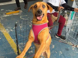 Cachorro raça SRD-ViraLata idade 2 anos nome Alana