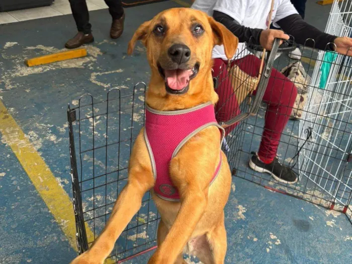 Cachorro ra a SRD-ViraLata idade 2 anos nome Alana
