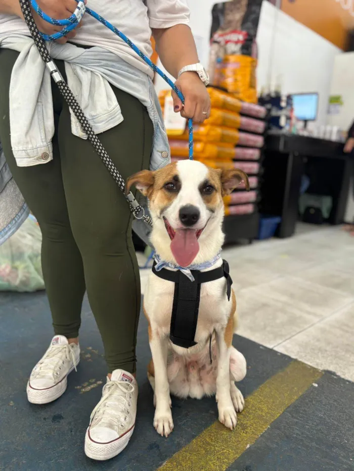 Cachorro ra a SRD-ViraLata idade 1 ano nome Garoto