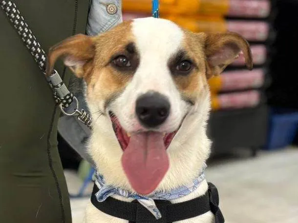 Cachorro ra a SRD-ViraLata idade 1 ano nome Garoto