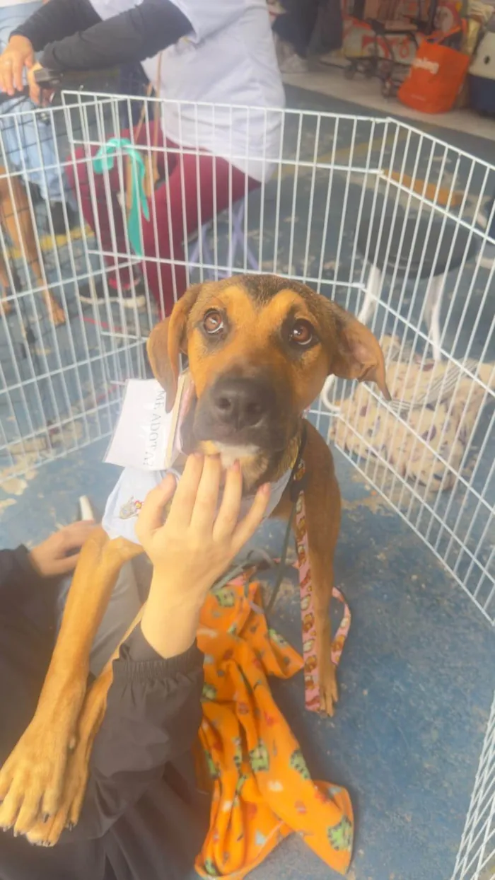 Cachorro ra a SRD-ViraLata idade Abaixo de 2 meses nome Pope