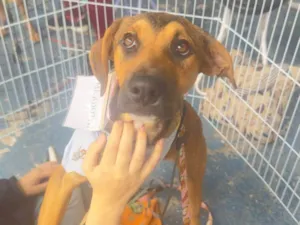 Cachorro raça SRD-ViraLata idade Abaixo de 2 meses nome Pope