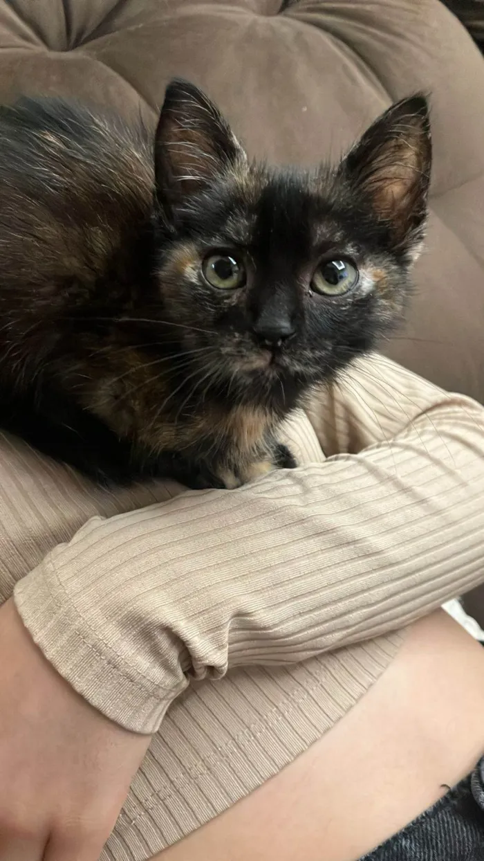 Gato ra a SRD-ViraLata idade 2 a 6 meses nome Bru