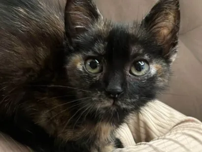 Gato raça SRD-ViraLata idade 2 a 6 meses nome Bru