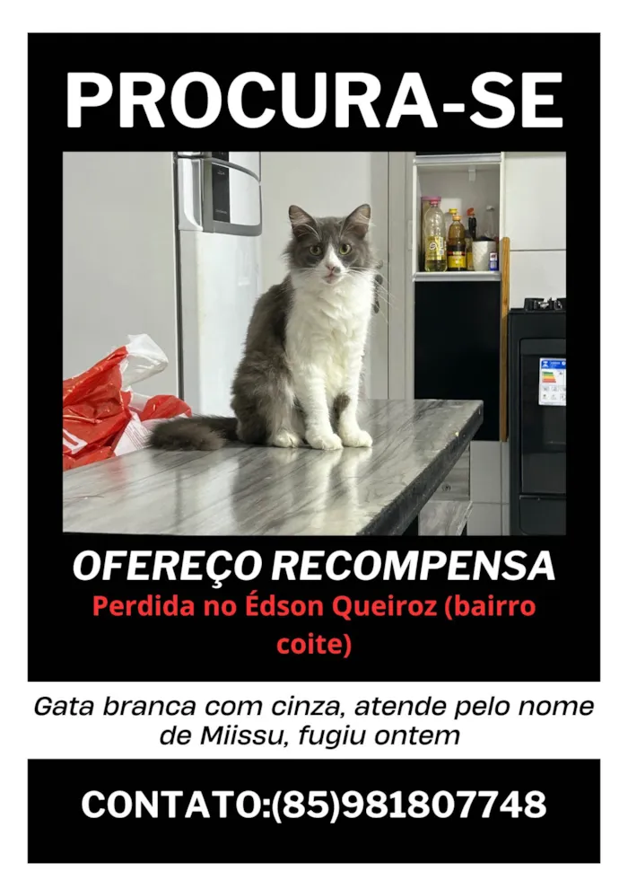 Gato ra a SRD-ViraLata idade 1 ano nome Missu