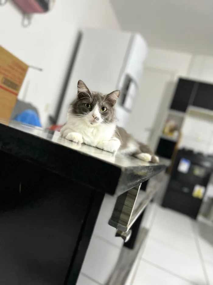 Gato ra a SRD-ViraLata idade 1 ano nome Missu