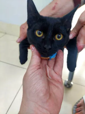 Gato raça SRD-ViraLata idade 7 a 11 meses nome ROMEU