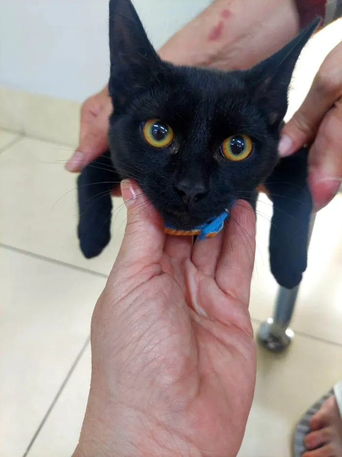 Gato ra a SRD-ViraLata idade 7 a 11 meses nome ROMEU