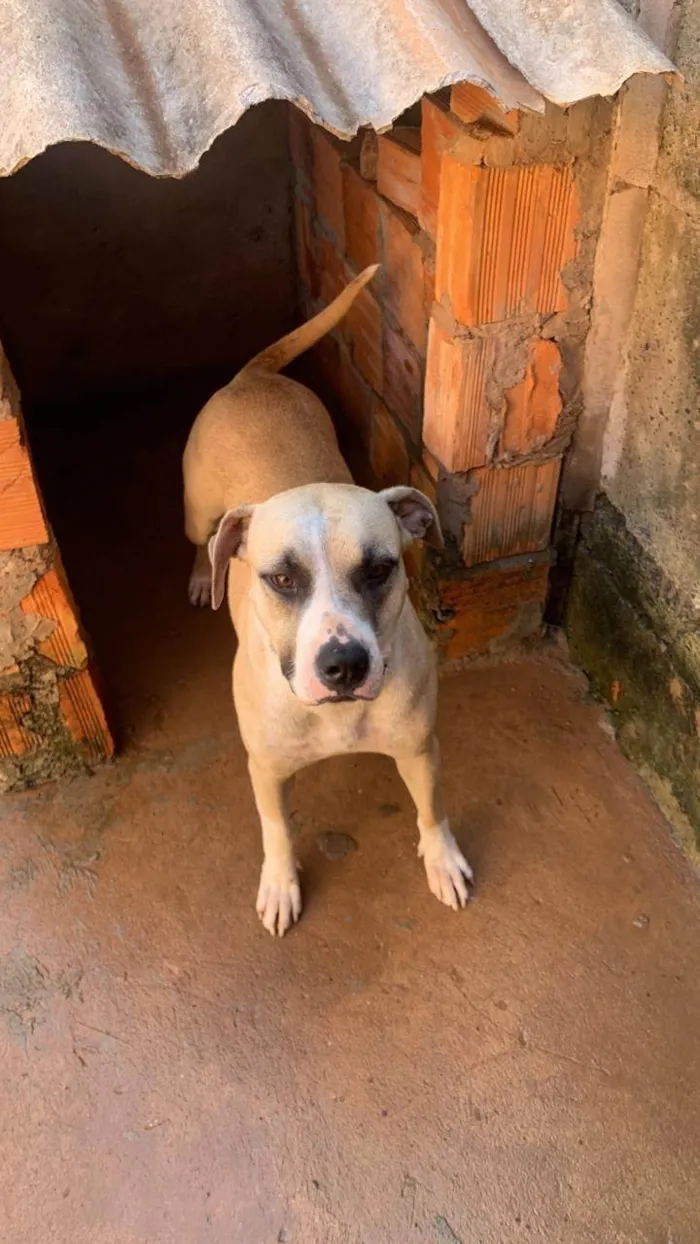 Cachorro ra a Pit-Bull idade 2 anos nome Não tem nome 
