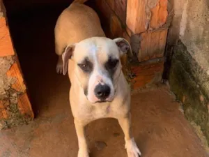 Cachorro raça Pit-Bull idade 2 anos nome Não tem nome 