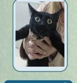 Gato raça SRD-ViraLata idade 7 a 11 meses nome FANNY