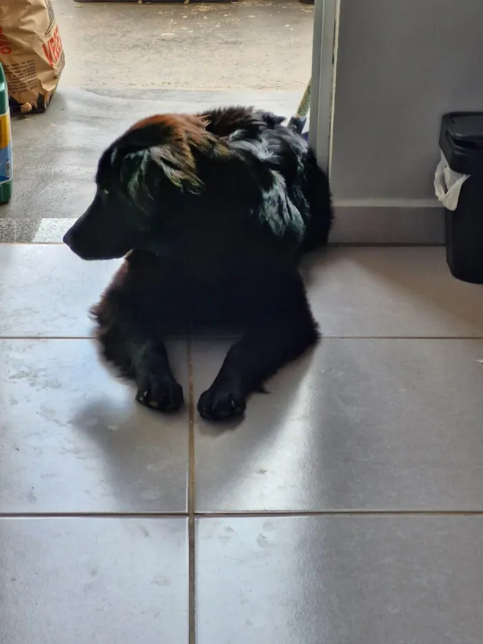 Cachorro ra a SRD-ViraLata idade 1 ano nome Amora