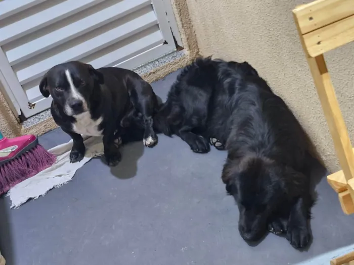 Cachorro ra a SRD-ViraLata idade 1 ano nome Amora