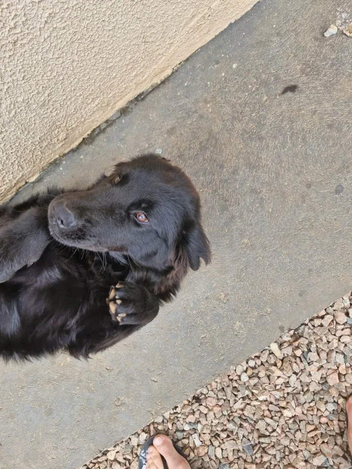 Cachorro ra a SRD-ViraLata idade 1 ano nome Amora