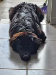 Amora
