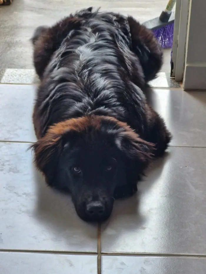 Cachorro ra a SRD-ViraLata idade 1 ano nome Amora