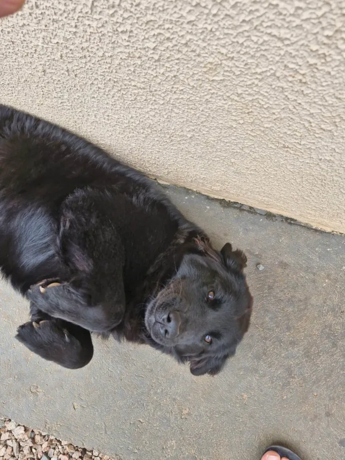 Cachorro ra a SRD-ViraLata idade 1 ano nome Amora