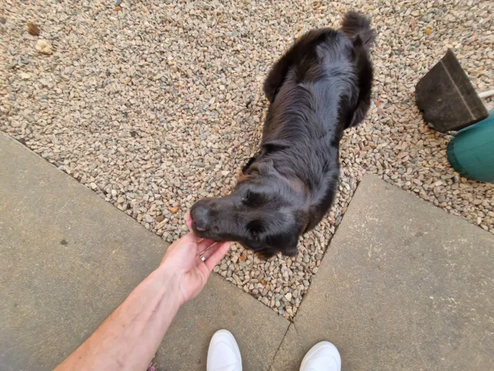 Cachorro ra a SRD-ViraLata idade 1 ano nome Amora
