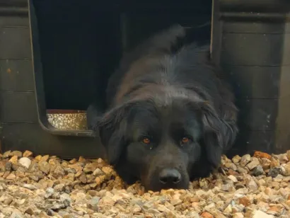 Cachorro raça SRD-ViraLata idade 1 ano nome Amora