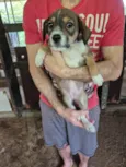  Cachorrinha