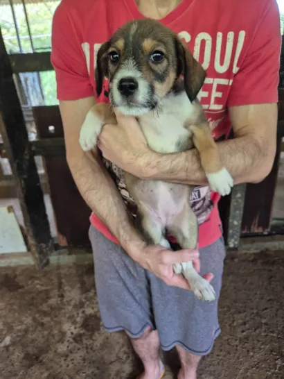 Cachorro raça SRD-ViraLata idade 2 a 6 meses nome  Cachorrinha
