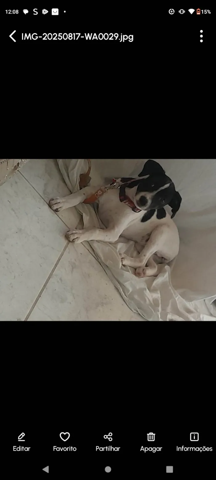 Cachorro ra a SRD-ViraLata idade 2 a 6 meses nome Lolita/futrica