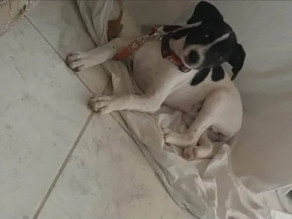 Cachorro raça SRD-ViraLata idade 2 a 6 meses nome Lolita/futrica