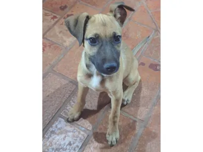 Cachorro raça SRD-ViraLata idade 2 a 6 meses nome Não possui nome