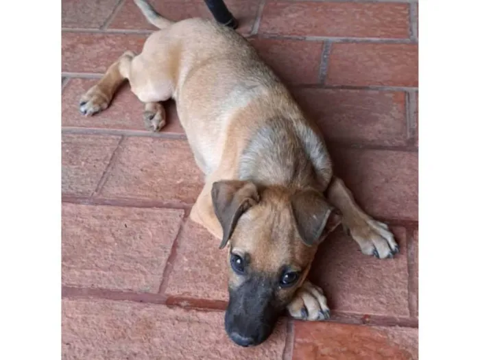 Cachorro ra a SRD-ViraLata idade 2 a 6 meses nome Não possui nome