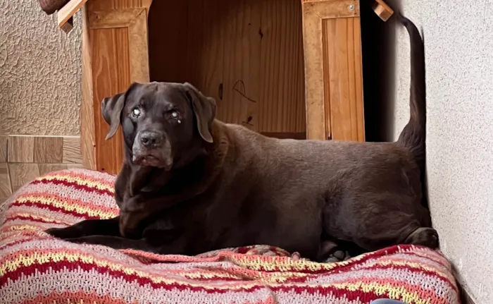 Cachorro ra a Labrador idade 6 ou mais anos nome Toddy