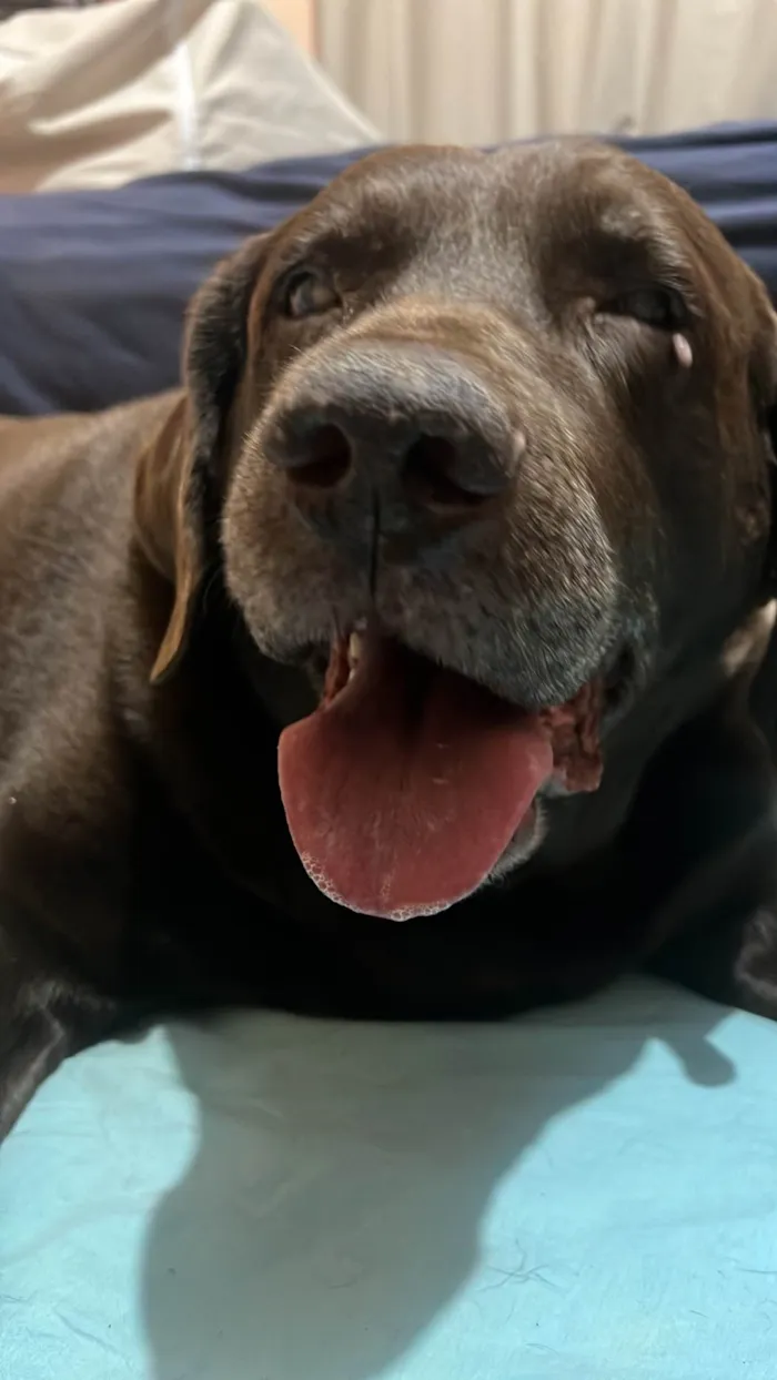 Cachorro ra a Labrador idade 6 ou mais anos nome Toddy