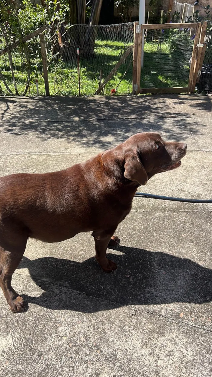 Cachorro ra a Labrador idade 6 ou mais anos nome Toddy