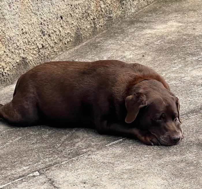 Cachorro ra a Labrador idade 6 ou mais anos nome Toddy