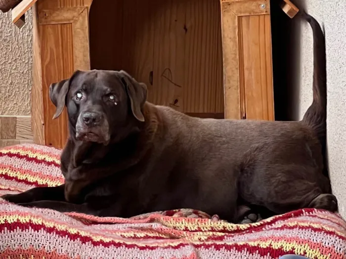 Cachorro ra a Labrador idade 6 ou mais anos nome Toddy