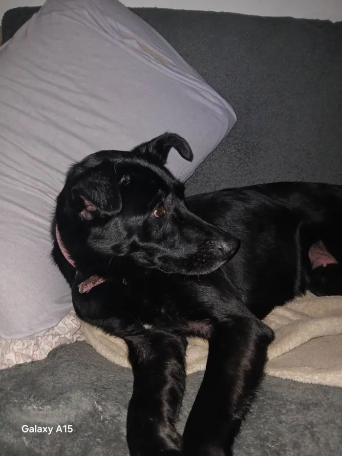 Cachorro ra a SRD-ViraLata idade 7 a 11 meses nome Sem nome