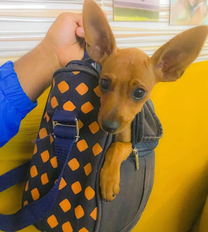Cachorro ra a Pinscher idade 1 ano nome Paçoca 