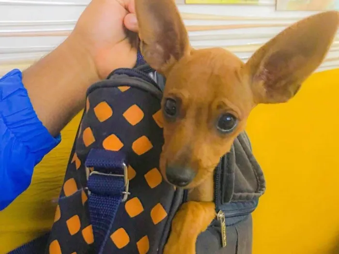 Cachorro ra a Pinscher idade 1 ano nome Paçoca 