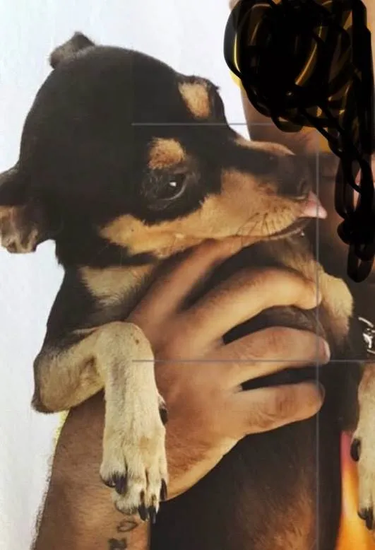 Cachorro ra a Pinscher idade 1 ano nome Pipoca 